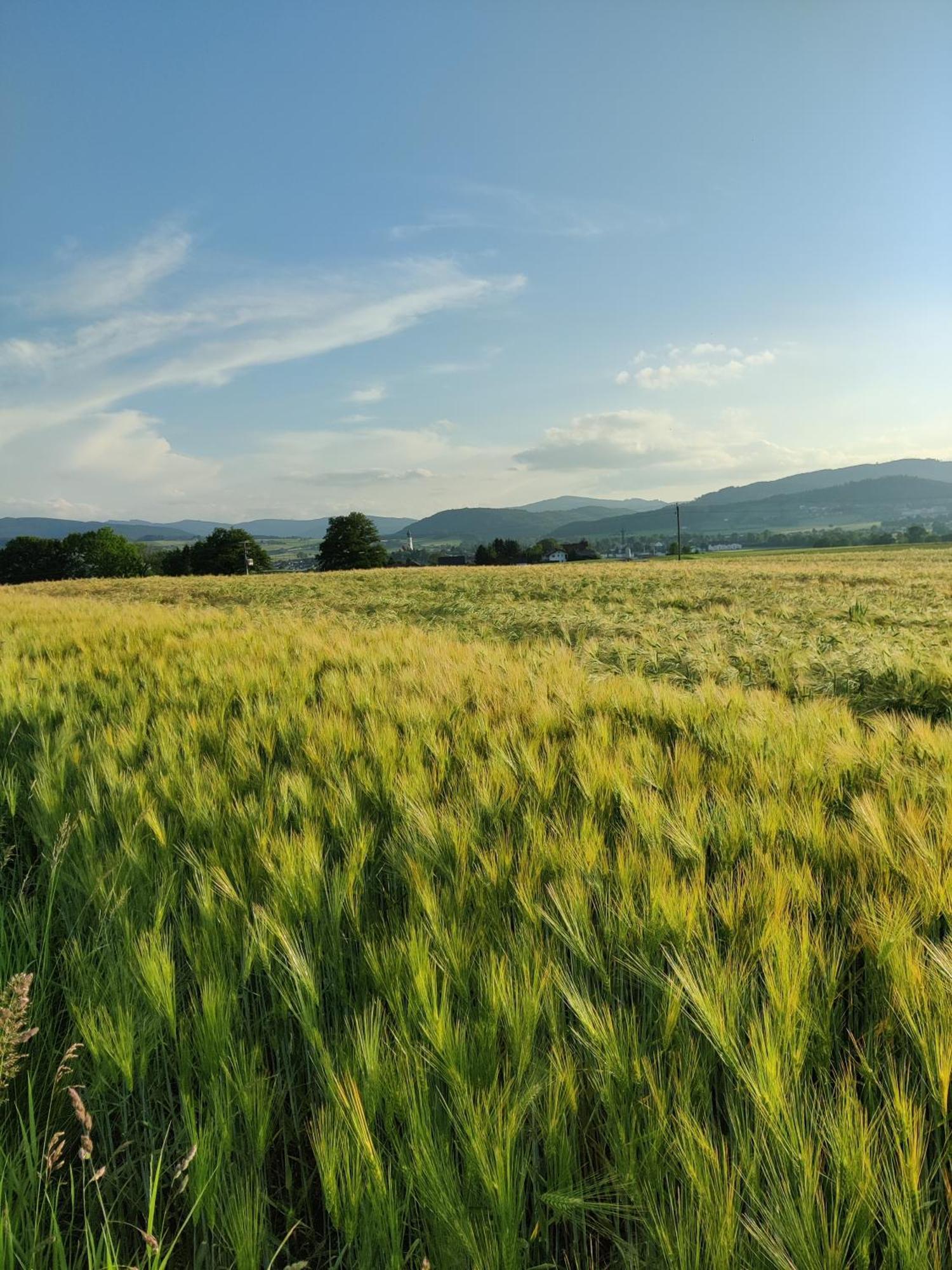 Pension Holzapfel Sankt Georgen im Attergau Dış mekan fotoğraf