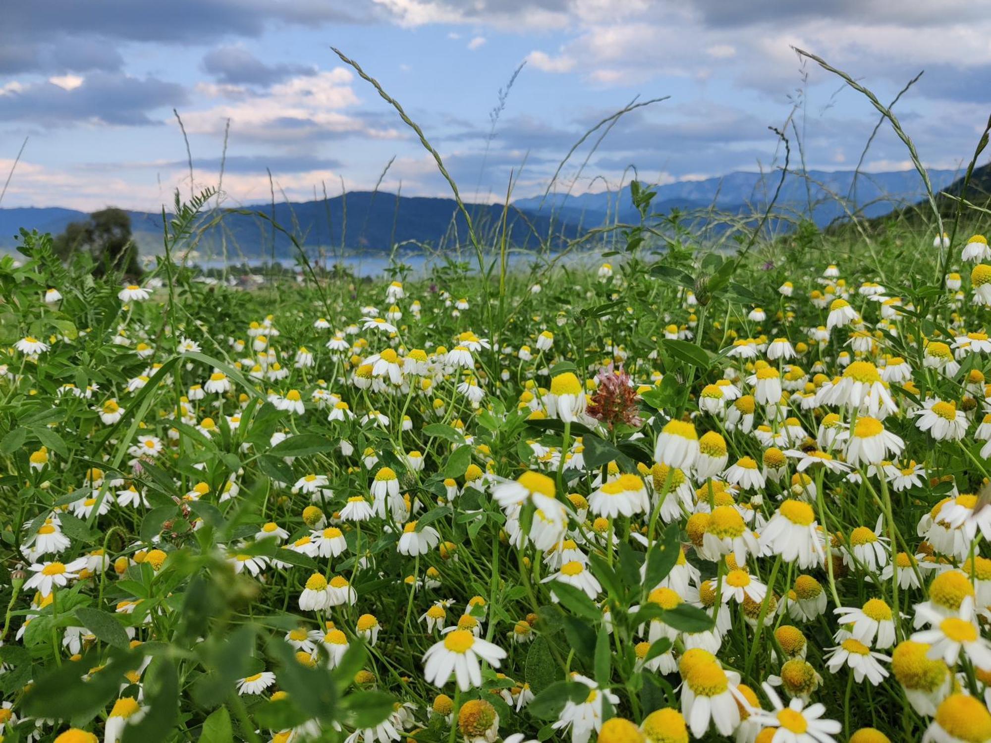 Pension Holzapfel Sankt Georgen im Attergau Dış mekan fotoğraf