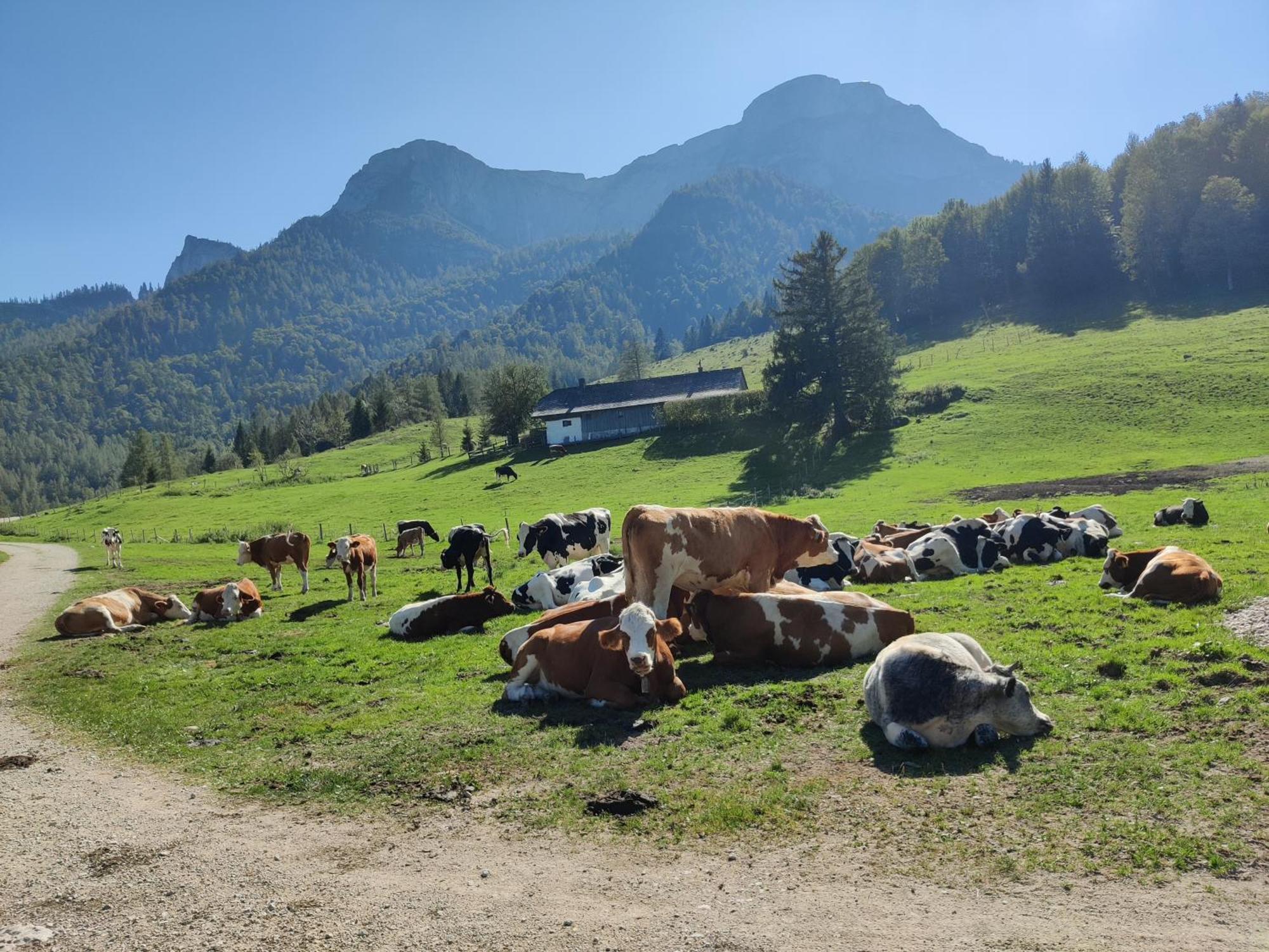 Pension Holzapfel Sankt Georgen im Attergau Dış mekan fotoğraf