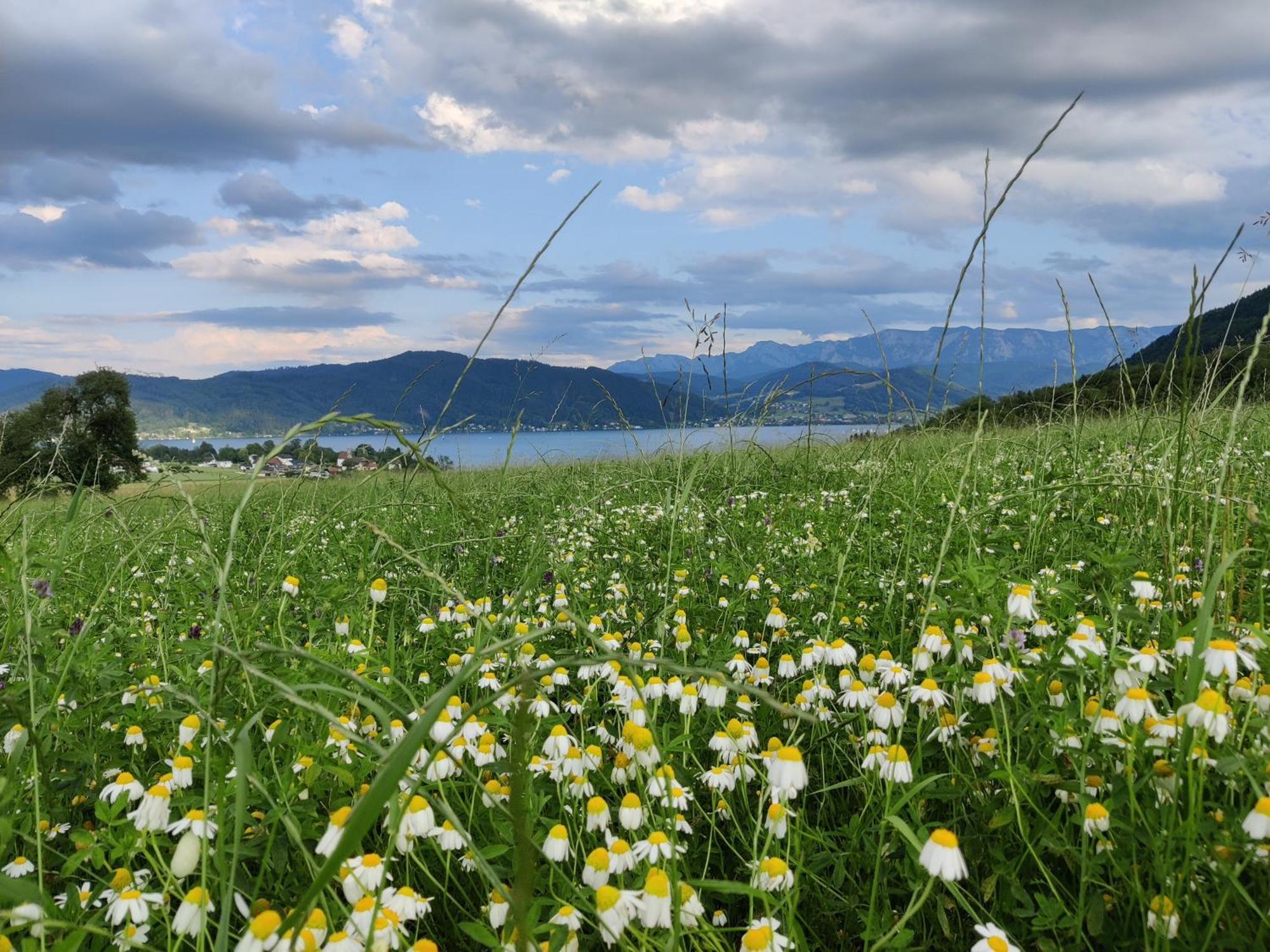 Pension Holzapfel Sankt Georgen im Attergau Dış mekan fotoğraf