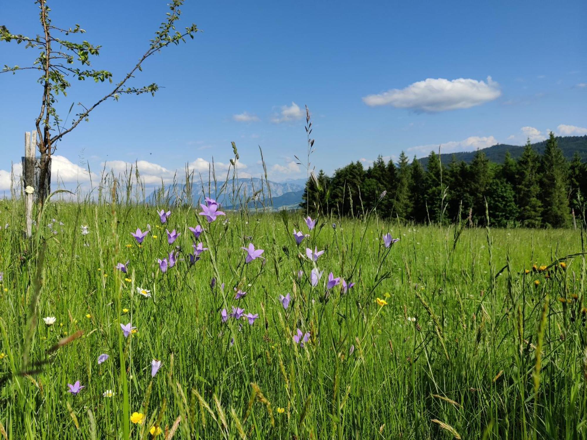 Pension Holzapfel Sankt Georgen im Attergau Dış mekan fotoğraf